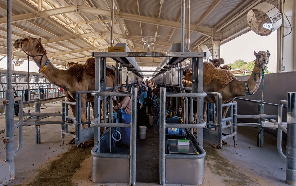 At the Camelicious dairy farm in Dubai, camels are carefully trained to accept automatic milking. Their milk is pasteurized and bottled in a variety of flavors&nbsp; including date, chocolate and strawberry.