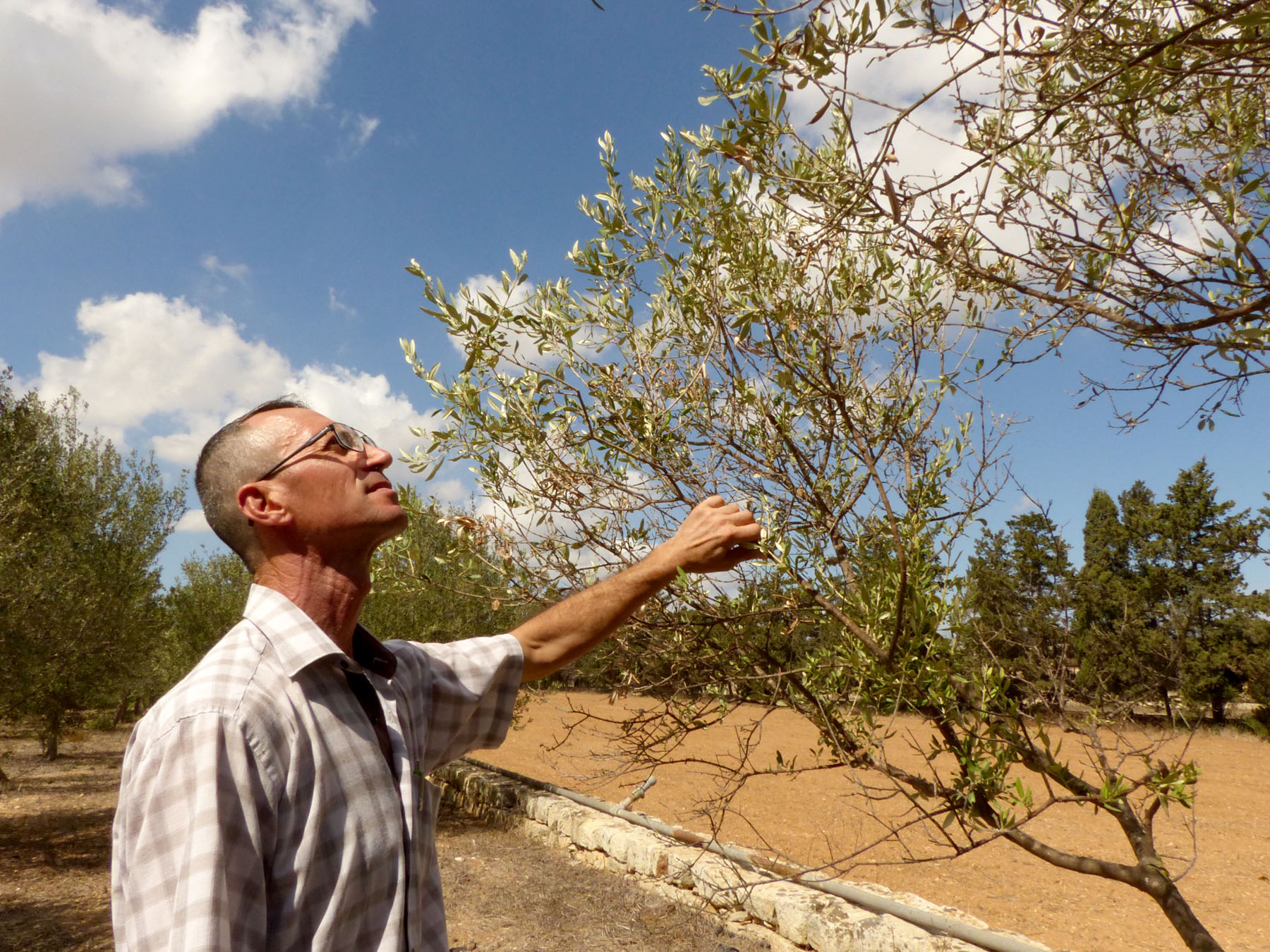 Senior Agricultural Officer Carmelo Briffa inspects a white olive tree cultivated in a government nursery of some 20 indigenous varieties. Of the island nation&rsquo;s 12,000 olive trees today, only 70 are white olive trees.