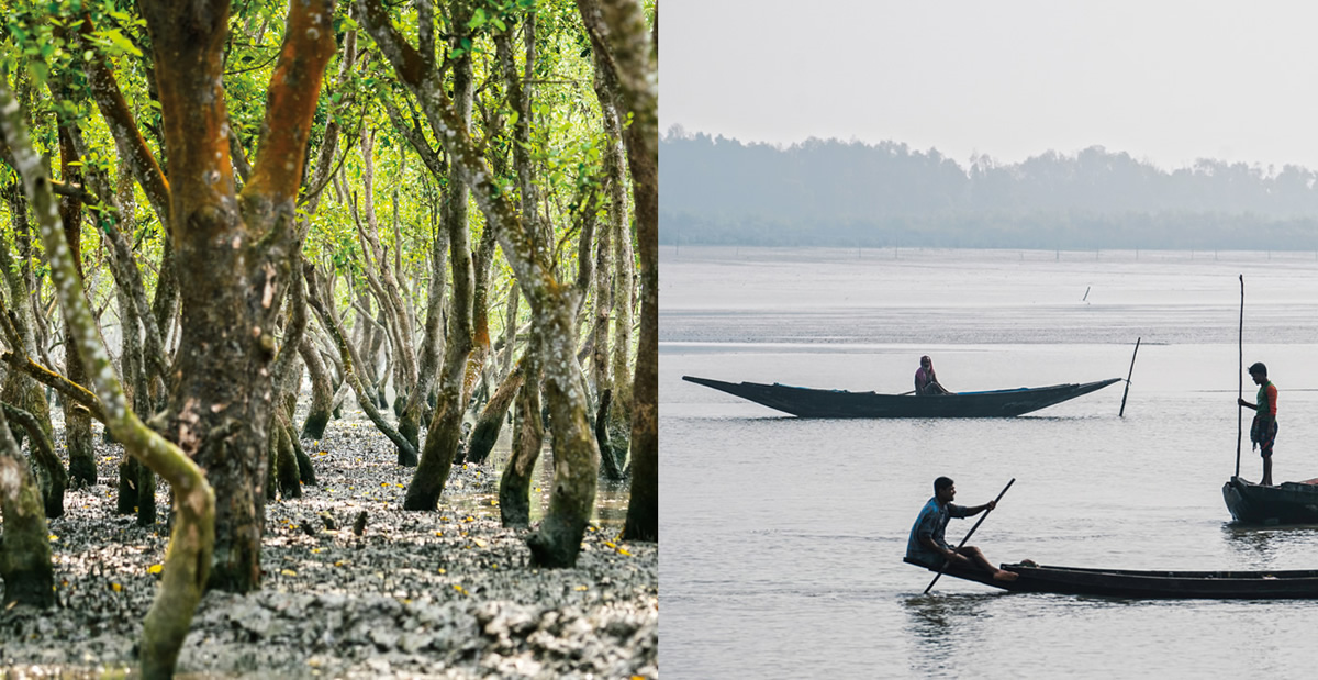 Forest of Tides: The Sundarbans