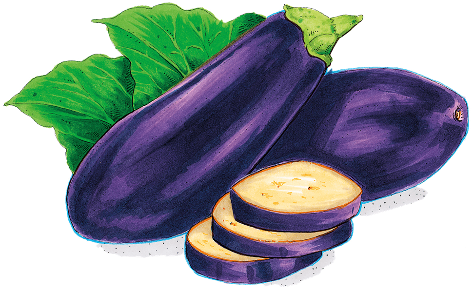 eggplant illustration