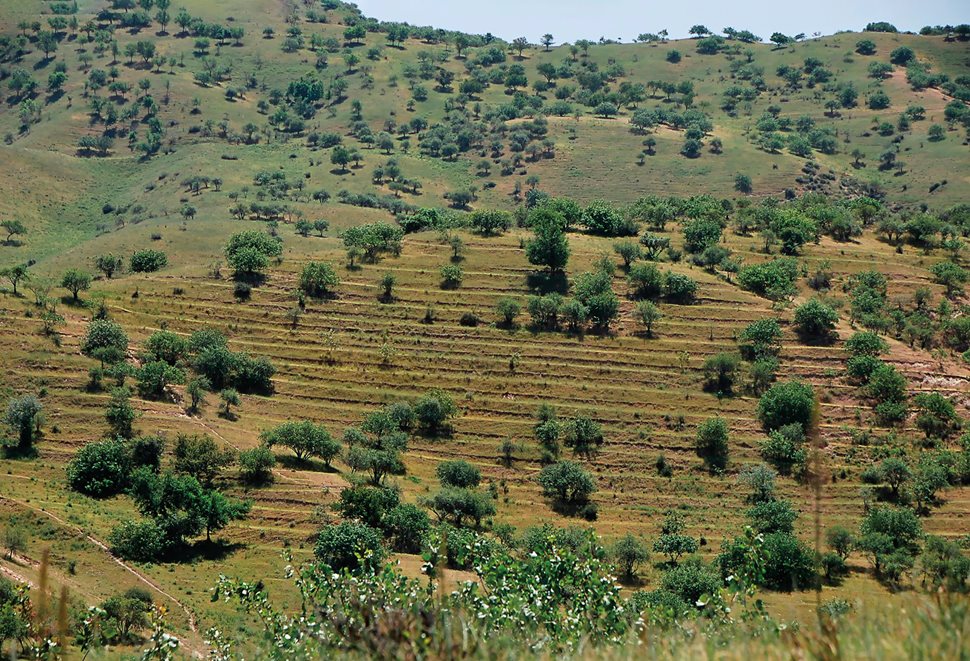 In the foothills of Pamir mountains in eastern Uzbekistan, where once the Silk Roads brought heavy caravan traffic, a pistachio orchard grows along a terraced hillside. It is one site among many scattered across southern Central Asia and northern Iran where archeobotanists now believe pistachios were first cultivated some 3,000 years ago.