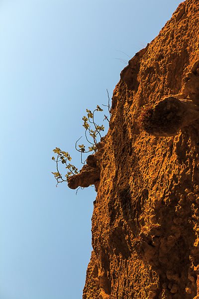 A wild fig tree grows from a cliff near the summit of Mount Gorra in Djebba, Tunisia. Fig roots can grow up to 8 meters (26.25 feet) long in search of water and are strong enough to break through rocks.
