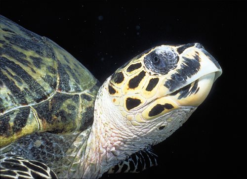 The hawksbill turtle is common in the Red Sea