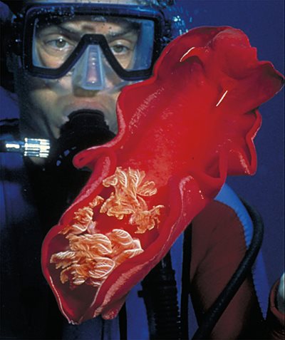 Eric Hanauer diving