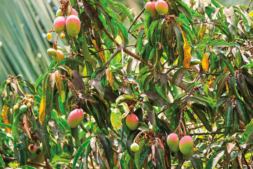 Mangos grow plentifully ir Arpora, Goa, in western India along the Arabian Sea. The fleshy fruit variety belongs to the genus Mangifera, part of numerous species of tropical fruit trees.