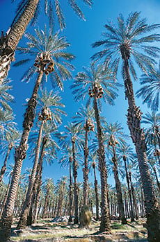 In a grove of mature deglet noor palms more than 25 meters (80') tall, palmeros such as Carlos Rodrigues make more than a dozen climbs annually per tree to pollinate, protect, prune and harvest in stages.