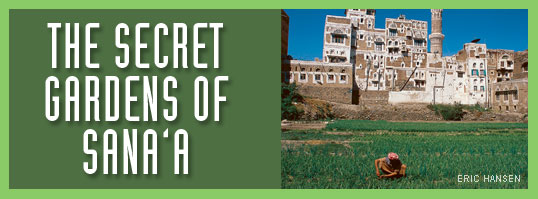 The Secret Gardens of Sana'a