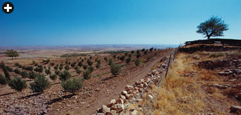 The stone circles lie on the north side of the “Hill with a Belly” (“Göbekli Tepe”), where the south side, above, is planted with young olive trees. To the right of the barbed-wire fence, ground-penetrating radar hints that as many as 20 more stone circles may lie buried. 
