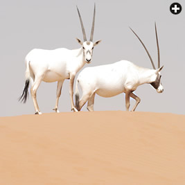 Cautious but habituated to humans, oryx on a dune at the Al-Maha Desert Resort observe a photographer.