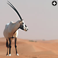 Was the Original Unicorn an Oryx?