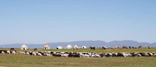 Sources of wool, meat and milk for the families that live in the yurts behind them, sheep find summer pasture in a meadow outside Kochkor. 