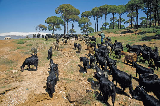 The village of Falougha, goats graze along the LMT, which follows centuries-old shepherd paths along more than 90 percent of its length. 
