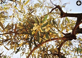 Olives from groves around Aleppo provide most of the oil essential to traditional soap-making. The best soaps tend to have high percentages of laurel oil as well.