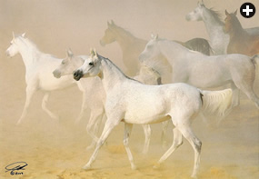 Pure-bred desert horses have always been among the most highly prized, and among Arabians, there are five major bloodlines, or strains: Mu’niqi, Saglawi, Obeyah, Hamdani and Kuhaila. All appear above, photographed at the King Abdulaziz Arabian Horse Center (kaahc).
