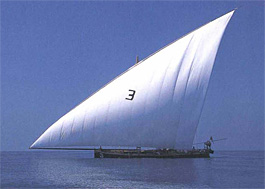 With its wind-filled lateen sail ballooning, a racing dhow heels in a fresh breeze off Dubai. To make sure the boat does not lean too much, which would slow its speed, crew members hike out over the rail. By moving their body weight as far as possible toward the direction of the wind, they aim to counter the force of the wind as it pushes against the sail.