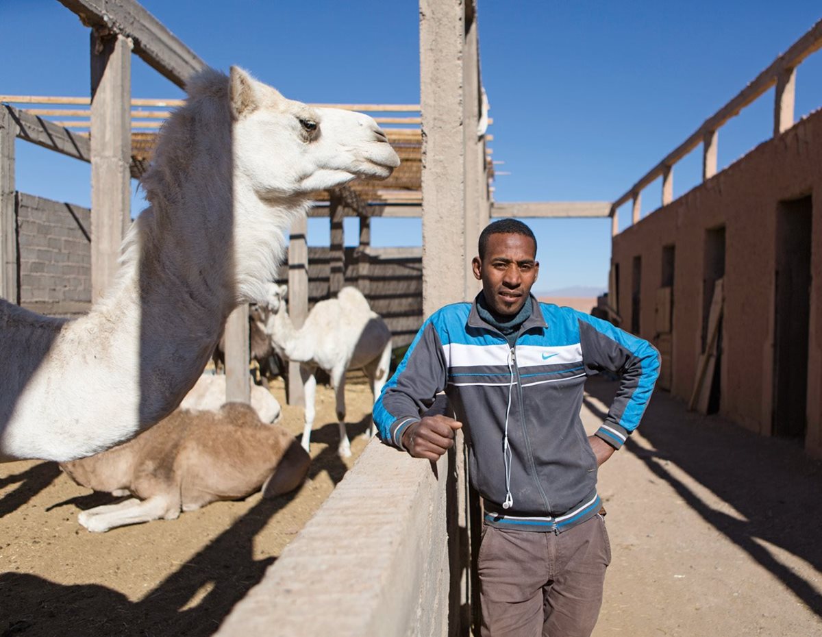 Stuntman as well as trainer of camels and horses, Brahim Rahou poses at Atlas Studios, which keeps some two dozen camels and donkeys on hand.
