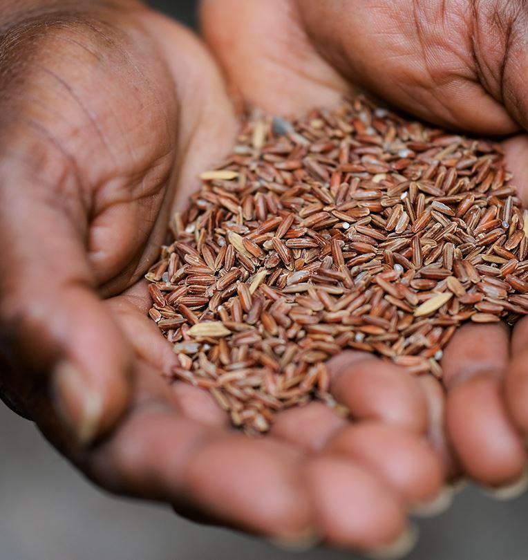 The Cultural Legacy of Moruga Hill Rice | AramcoWorld