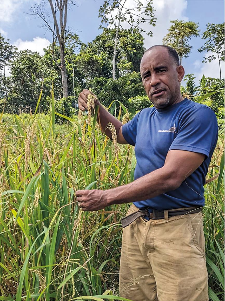 The Cultural Legacy of Moruga Hill Rice | AramcoWorld