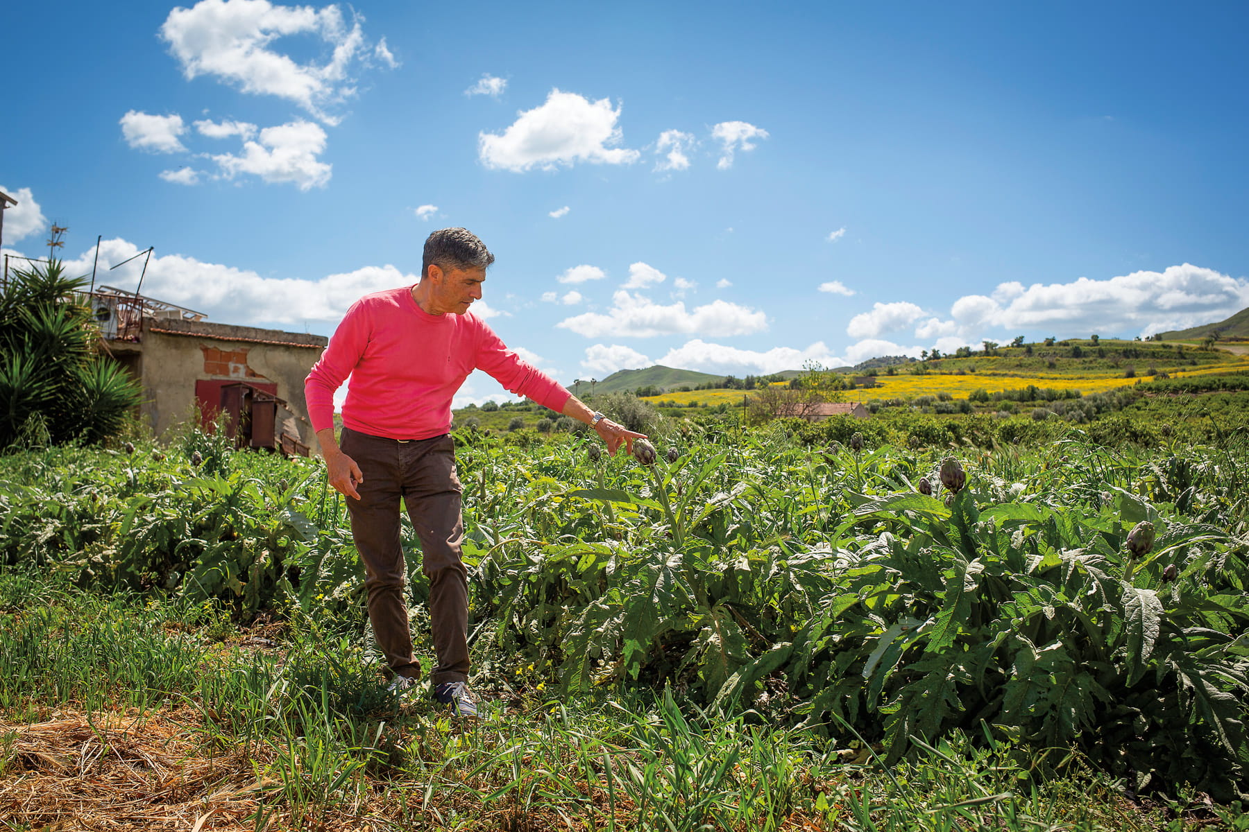 Salvo Nicolosi, former mayor of Ramacca and the owner of Le 5 Sorelle, an organization aimed at shaping and protecting Sicily’s agrarian society, notes that artichokes were brought by Arabs and became so central to the island that Sicily now produces a third of Italy’s crop.