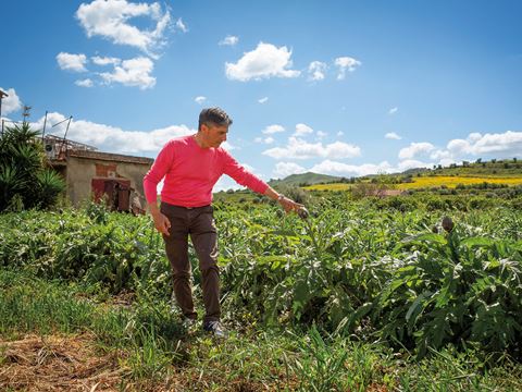 Salvo Nicolosi, former mayor of Ramacca and the owner of Le 5 Sorelle, an organization aimed at shaping and protecting Sicily’s agrarian society, notes that artichokes were brought by Arabs and became so central to the island that Sicily now produces a third of Italy’s crop.