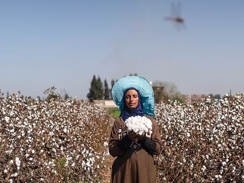 Amina Kadous’s portrait of Warda, a cotton picker, in El Mehalla El Kobra, Egypt, 2020.  Top Right: Courtesy of Amina Kadous