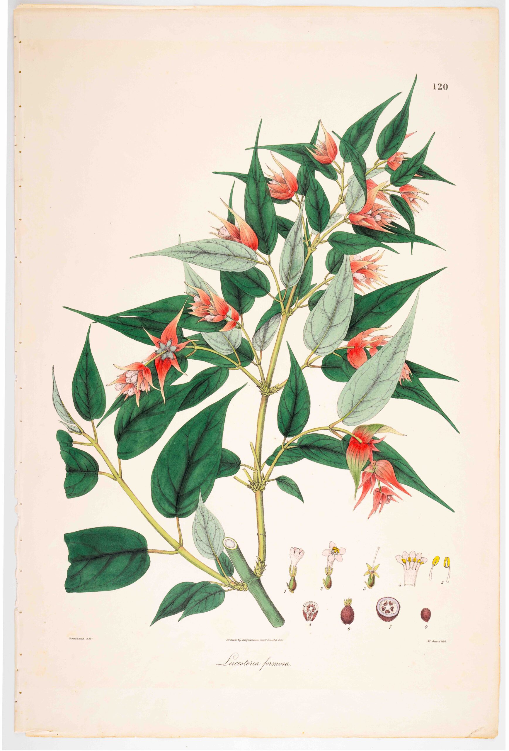 Paper Gardens: Art, Botany and Empire