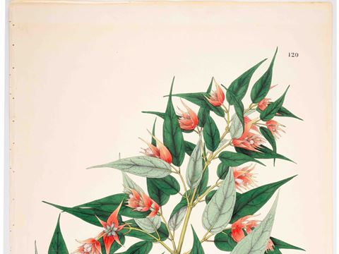 Paper Gardens: Art, Botany and Empire