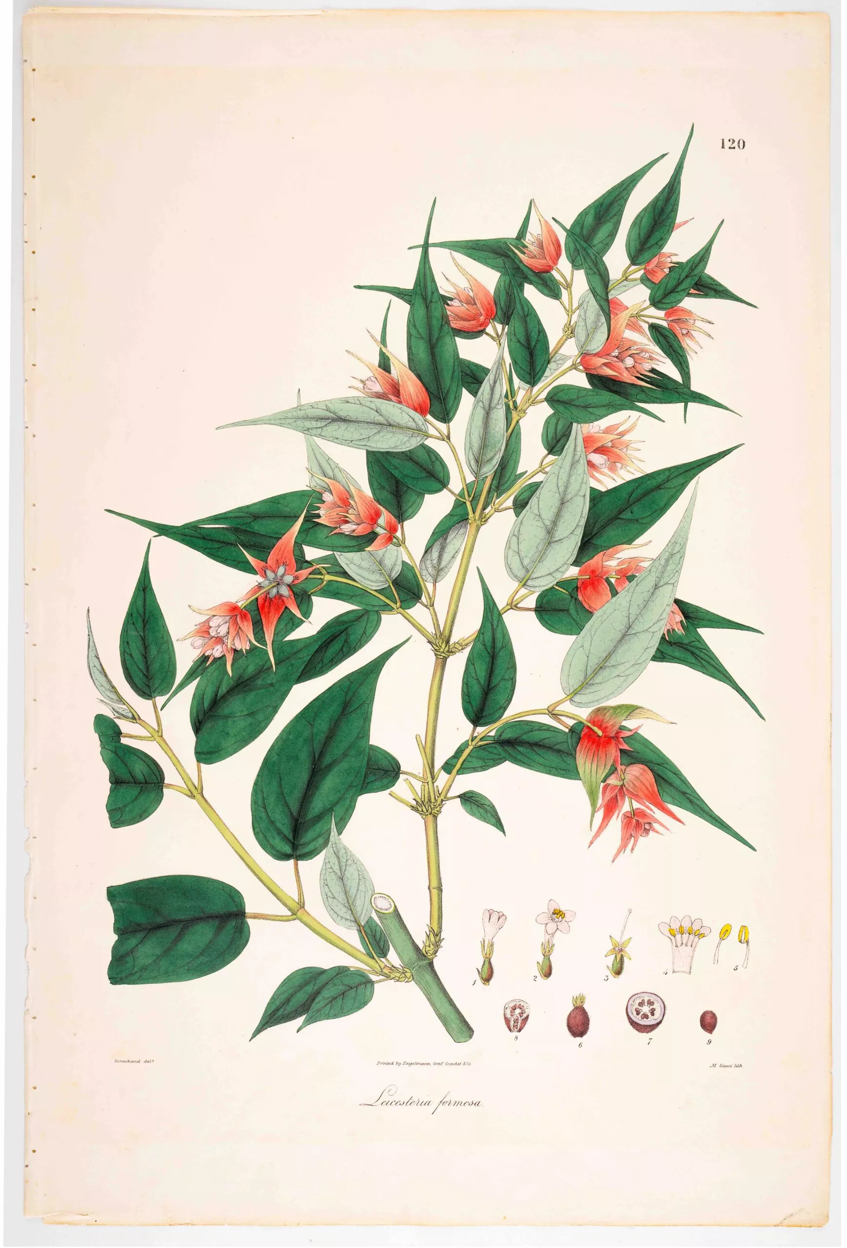 Paper Gardens: Art, Botany and Empire
