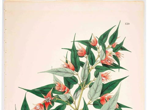 Paper Gardens: Art, Botany and Empire
