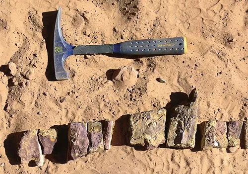 <p>Parts of a fossilized spine of a <i>Spinosaurus</i> are aligned next to an archeologist&rsquo;s pick.</p>
