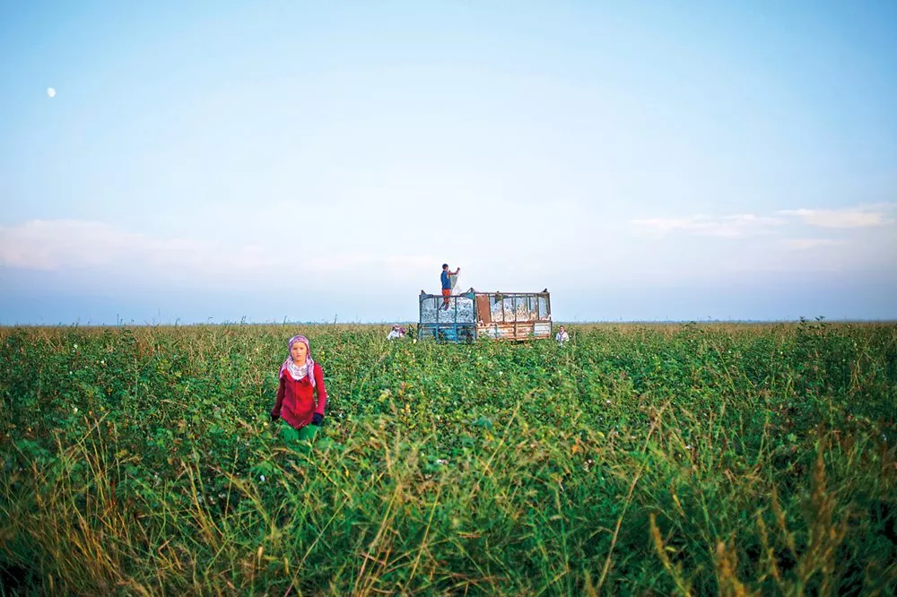 <p>In the 1960s, the Soviet Union's hunger for cotton—sometimes called “white gold”—inspired the building of 30,000 kilometers of irrigation canals along both the Syr Darya and Amu Darya rivers that diverted replenishment of the Aral Sea, which began to evaporate. This cotton field in Kazakhstan is shared by three families.</p>