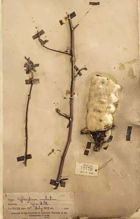 <p>Thriving only along riverbanks near Dhaka and to its south, <em>Gossypium arboreum var. neglecta,</em> known locally as <em>phuti karpas,</em> was spun to create threads that maintained tensile strength at counts higher than any other cotton species. But phuti karpas defied transplanting to other locations, and British colonial policy eliminated it: Although cultivars may remain, they are unconfirmed. This sample is preserved in Kolkata, India.</p>