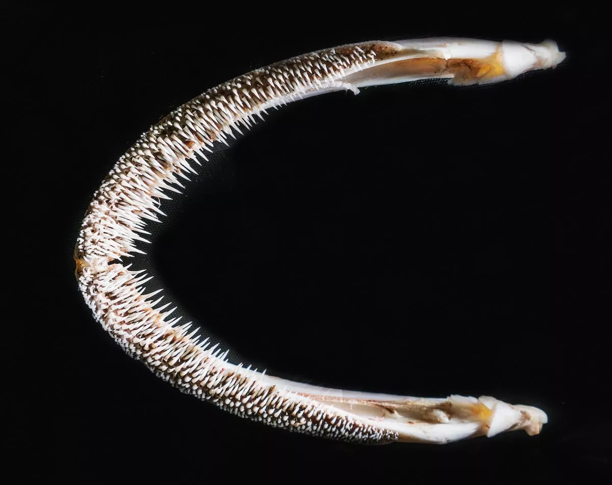 <p>Lined with countless fine, razor-sharp teeth, the upper jaw of a boalee (catfish) was used for combing karpas (raw cotton) to clean it before ginning and spinning.</p>
