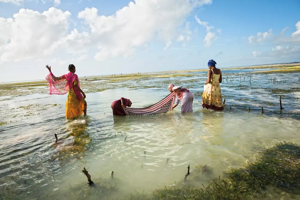 Showing another of the many uses for kanga, girls in Bwejuu team up to use a kanga to catch small fish.
