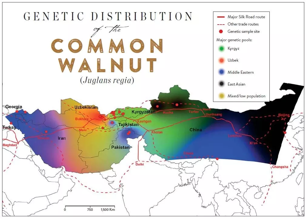 Delimited by the data collected from the study&rsquo;s 39 sites, this map shows the distribution of the four major genetic pools of common walnut from western Anatolia to northeastern China.