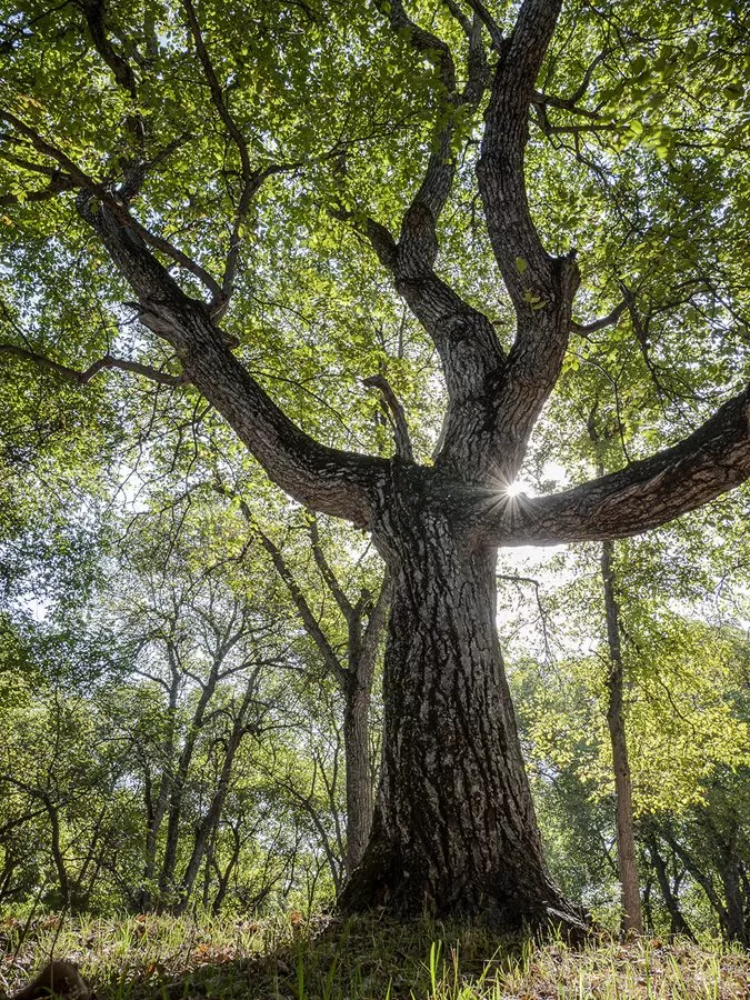 With a lifespan of some 200 years, walnut trees such as this one near Arslanbob can grow
to majestic sizes, sometimes exceeding a meter in diameter and 40 meters in height. But
with eight years from seed to production of nuts, the selective breeding of walnut trees is a
task of generations.
