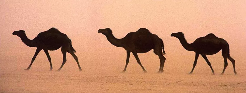 Camels travel through a sand storm in the Rub' al-Khali desert of Saudi Arabia.