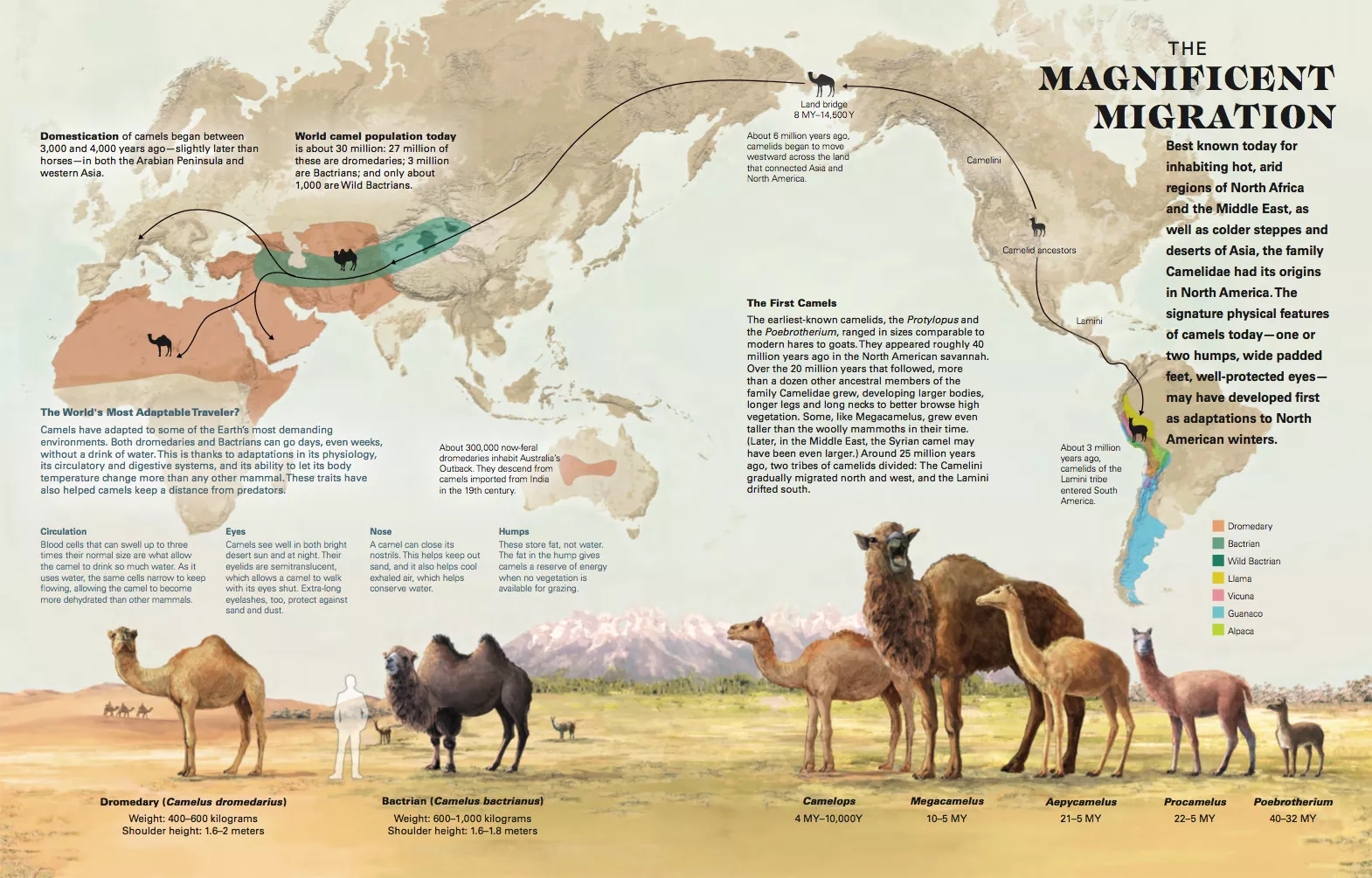 Download Camel Migration Map