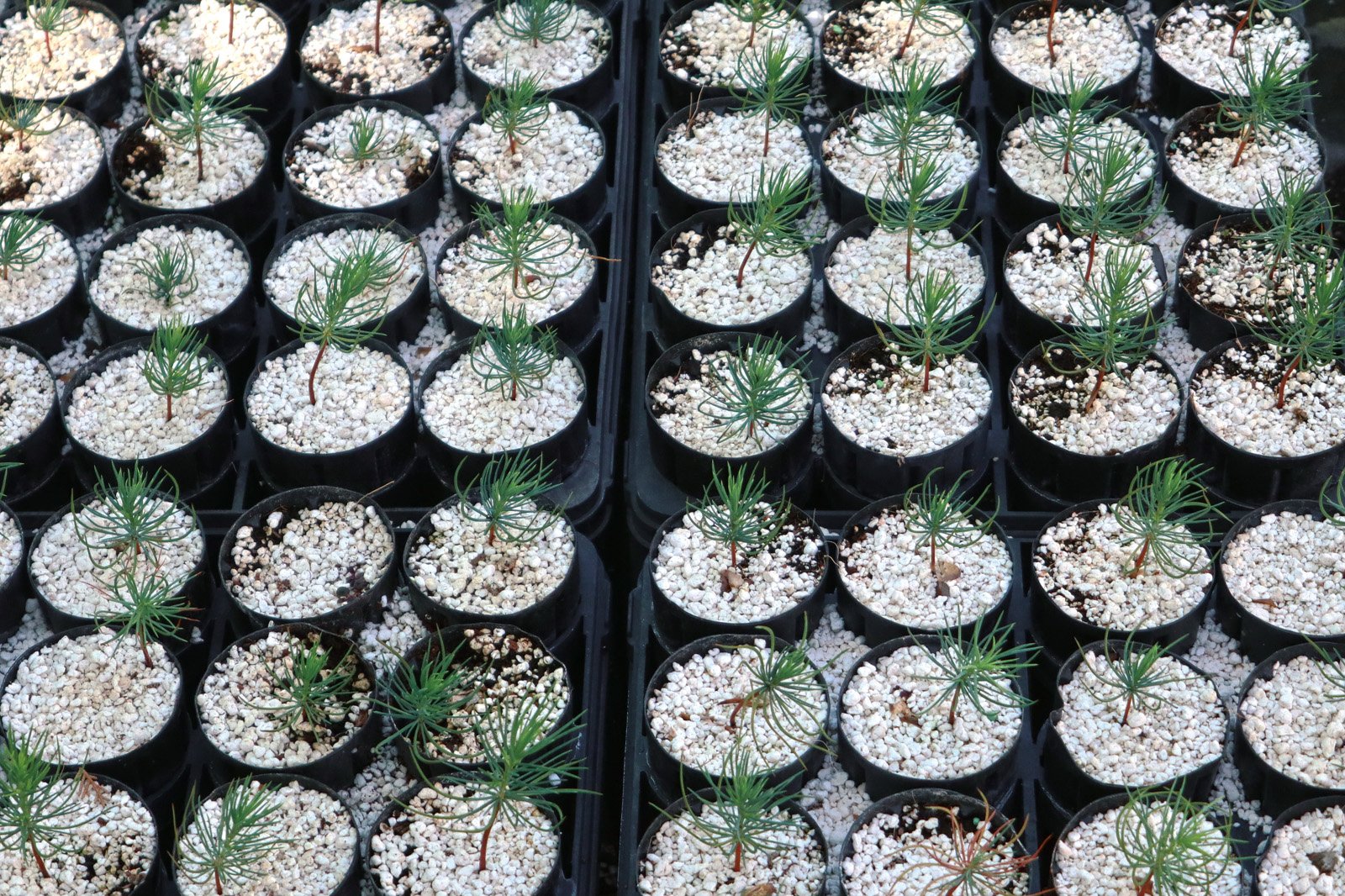 Cedar seedlings grow at the committee&rsquo;s nursery in Bsharri, one of the foremost nurseries in Lebanon for growing cedars.