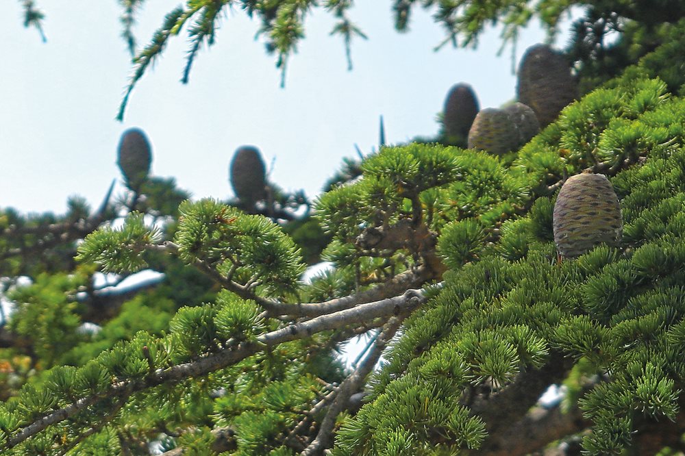 The cones of <i>Cedrus libani</i> grow upward from the tree’s branches and carry the seeds of what may become the next generation of cedars.