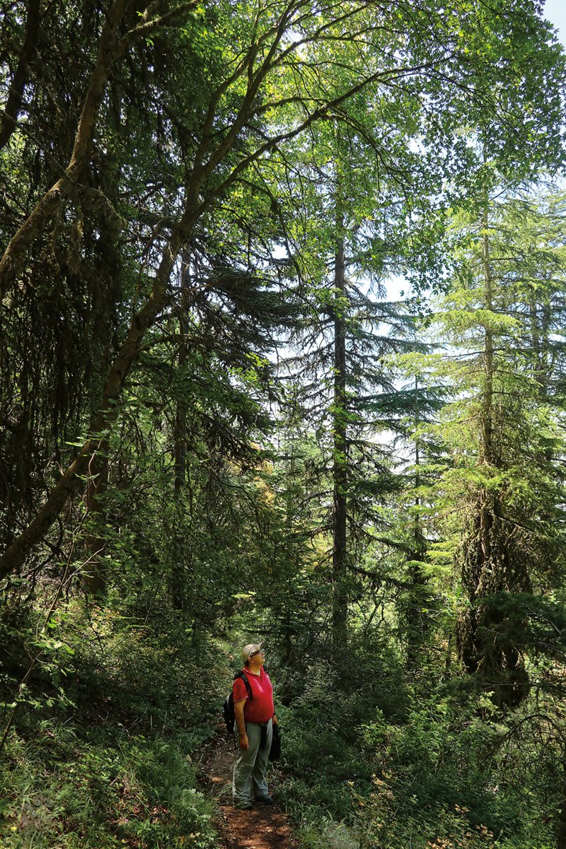 &ldquo;My vision is only excited when I see insects,&rdquo; says tree entomologist Nabil Nemer as he looks for signs of infestation and damage from the cedar webbing sawfly in Arz Tannourine.