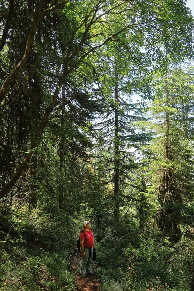 &ldquo;My vision is only excited when I see insects,&rdquo; says tree entomologist Nabil Nemer as he looks for signs of infestation and damage from the cedar webbing sawfly in Arz Tannourine.