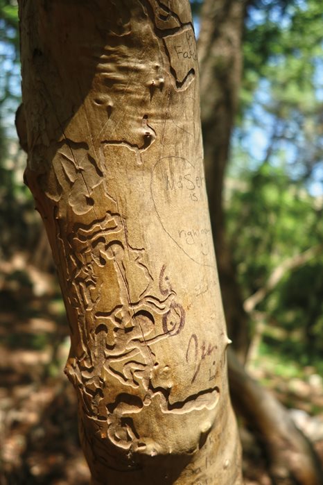 Feeding tracks left by beetles after an infestation. The warmer climate is increasing the sawfly&rsquo;s numbers, stressing and killing more trees.