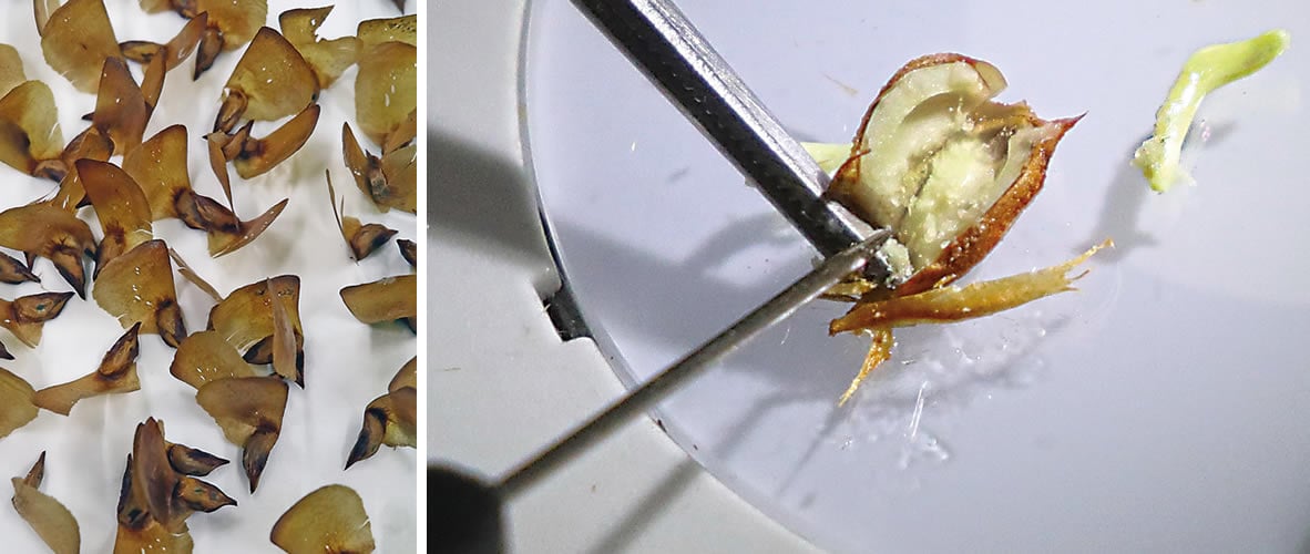 From another cone she separates individual seeds, <i>right</i>, and cuts into one to assess its potential, revealing a white embryo. &ldquo;They are very small. They look like fossils,&rdquo; she says.
