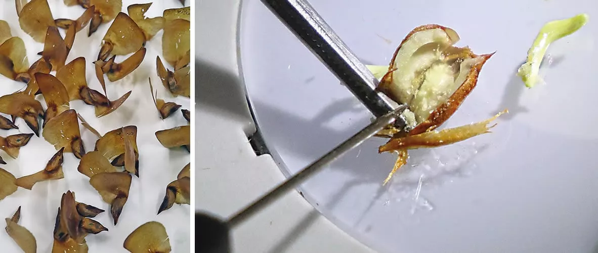 From another cone she separates individual seeds, <i>right</i>, and cuts into one to assess its potential, revealing a white embryo. &ldquo;They are very small. They look like fossils,&rdquo; she says.