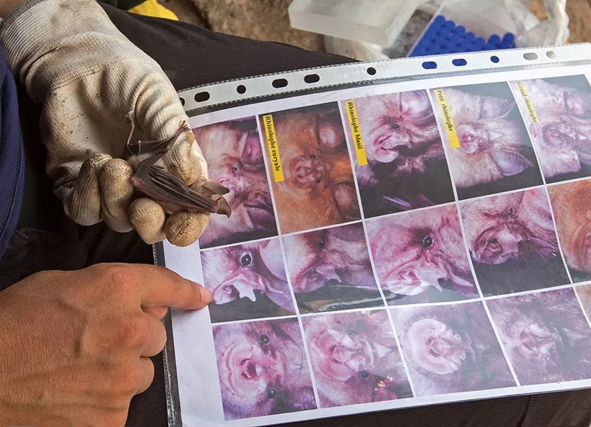 On a research trip in Tunisia, Kayali leads “disease detectives”—epidemiologists—in reviewing and identifying local bat species. Human Link’s fieldwork often takes researchers throughout the Middle East, North Africa and Asia—work they hope to resume when it becomes safe again to do so. Human Link maintains laboratories in both Lebanon and Egypt. 
