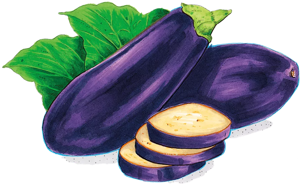 eggplant illustration
