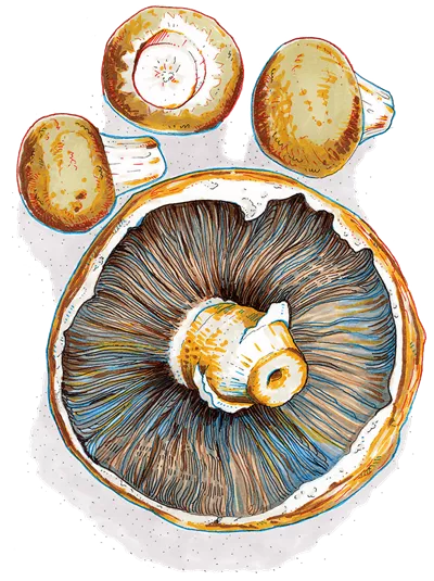 mushrooms