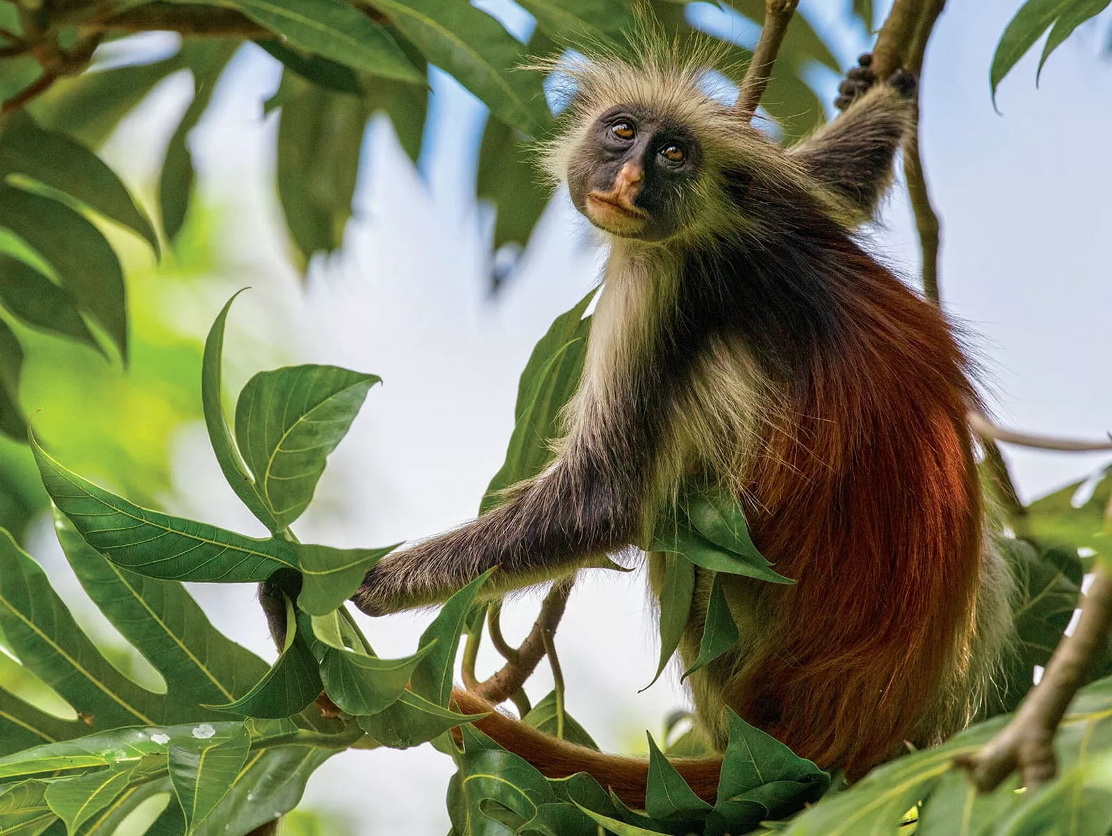Zanzibar Colobus (Piliocolobus kirkii) - One of 17 species of colobus monkeys that range across Central and Southern Africa, P. kirkii is native to the East African archipelago of Zanzibar, where like most other colobus species, it is endangered by poaching and habitat loss. As herbivores, colobus monkeys are prolific dispersers of seeds, which proves vital to keeping the forests where they reside healthy.
-PHOTO BY DAVID PATTYN / NATUREPL.COM
