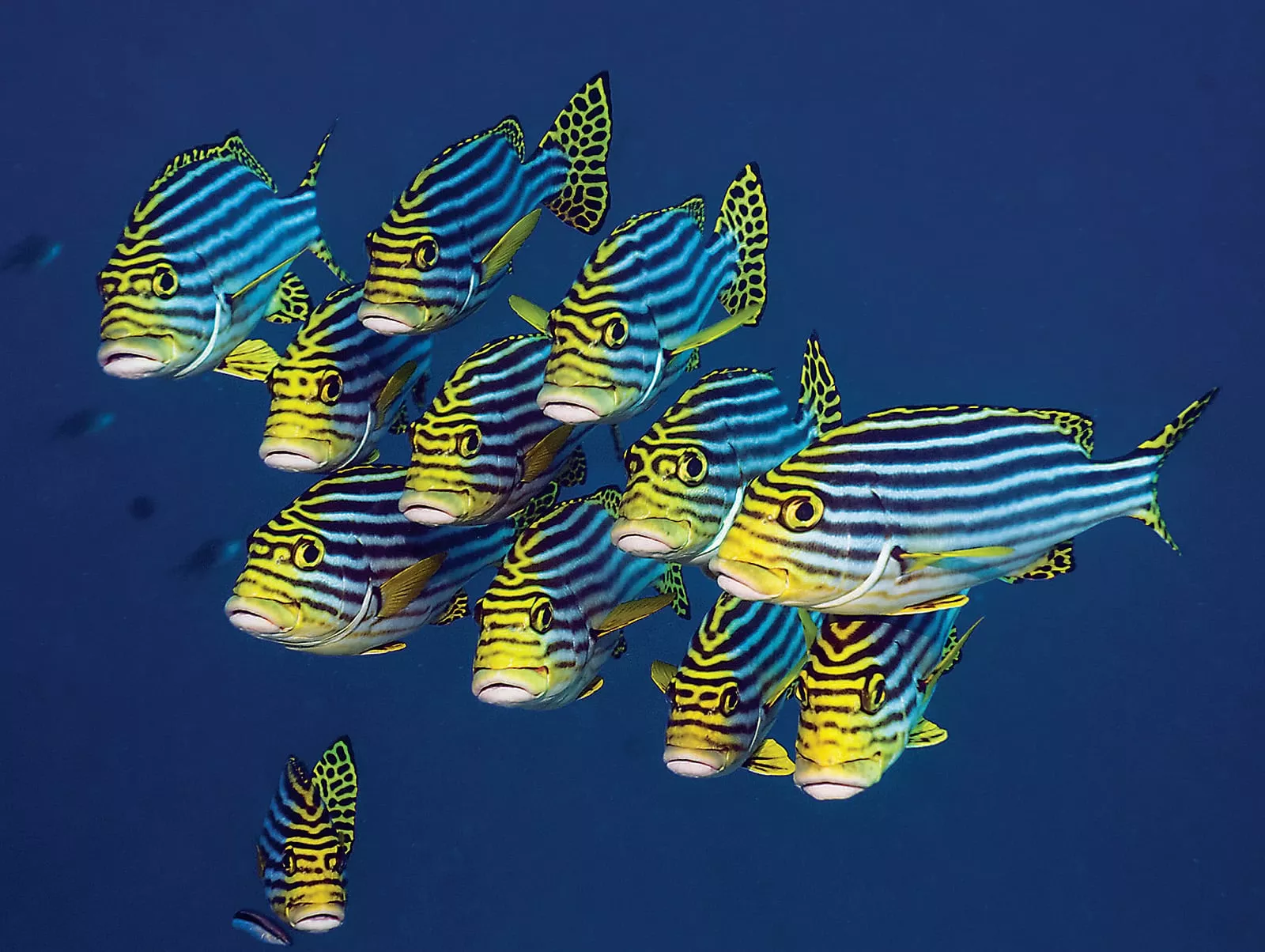 Indian Ocean Oriental Sweetlips (Plectorhinchus vittatus) - Often seen near a coral reef alone or in a small groups, oriental sweetlips can grow to be as long as 86 centimeters. They are docile in the presence of divers and often traded for use in large aquariums. They feed at night, and the fleshy lips that inspired their name help them search through sand for food.
-PHOTO BY GEORGETTE DOUWMA / NATUREPL.COM